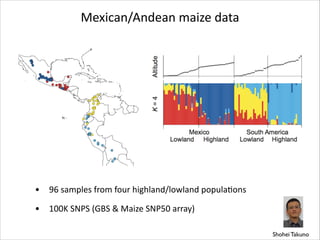Mexican/Andean	
  maize	
  data

•

96	
  samples	
  from	
  four	
  highland/lowland	
  populaRons	
  

•

100K	
  SNPS	
  (GBS	
  &	
  Maize	
  SNP50	
  array)
Shohei Takuno

 