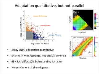 ! 

!  Using&da/di&
Using&da/di&for&parameter&

AdaptaRon	
  quanRtaRve,	
  but	
  not	
  parallel
Mexico Observation
Mexico
Observation

Simulation

unique S. America

Highland

-Log p-value Fst S. America

Maize

shared SNPs

Lowland

REPORTS

unique Mexico

Yi	
  et	
  al.	
  2010	
  Science

South&America
Han	
  Chinese

South&America

-Log p-value Fst Mexico

•

Many	
  SNPs:	
  adaptaRon	
  quanRtaRve	
  

•

Sharing	
  in	
  Mex./teosinte,	
  not	
  Mex./S.	
  America	
  

•
•

Lowland

Lowland

95%	
  loci	
  diﬀer,	
  80%	
  from	
  standing	
  variaRon	
  
No	
  enrichment	
  of	
  shared	
  genes

Tibetan

Fig. 1. Two-dimensional unfolded site frequency spectrum for SNPs in Tibetan (x axis) and Han (y
population samples. The number of SNPs detected is color-coded according to the logarithmic s
plotted on the right. Arrows indicate a pair of intronic SNPs from the EPAS1 gene that show stro
elevated derived allele frequencies in the Tibetan sample compared with the Han sample.

Table 1. Genes with strongest frequency changes in the Tibetan population. The top 30 PBS v
candidate genes within 100 kb of these loci are noted. For FXYD, F indicates Phe; Y, Tyr; D,
Gene

Description

Lowland
EPAS1
C1orf124
DISC1
ATP6V1E2
SPP1
PKLR

Lowland

Endothelial PAS domain protein 1 (HIF-2a)
Hypothetical protein LOC83932
Disrupted in schizophrenia 1
Adenosine triphosphatase (ATPase), H+ transporting, lysosomal 31 kD, V1
Secreted phosphoprotein 1
Pyruvate kinase, liver, and RBC

 