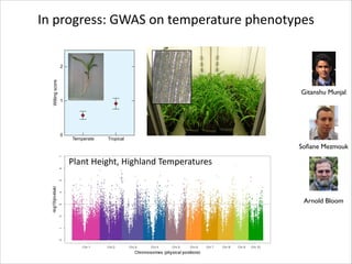 In	
  progress:	
  GWAS	
  on	
  temperature	
  phenotypes
Root Signals

y–1)
4000

20
rature (°C)

after 2h of
ction of June
or the site of
Lycopersicon
precipitation
herry tomato
ilting score of
e fully turgid
tes that they
own are mean

10

8

Chilling sensitivity

Wilting score

2

1

6

Gitanshu Munjal
4
Japonica temperate
Japonica tropical
Indica

2
0

Temperate

Tropical

0

0

20

40

60

Latitude (°)

Fig. 2. Shoot wilting during root Fig. 3. Chilling sensitivity as a function
chilling Plant	
  Height,	
  Highland	
  Temperatures for Oryza sativa
at 6°C for Zea mays of latitude of origin
genotypes of temperate or genotypes of japonica (temperate or
tropical ancestry. A wilting score tropical) or indica ancestry. A chilling
of ‘3’ designates that shoots sensitivity score of ‘9’ designates that
were fully flaccid, whereas ‘0’ all leaves were yellow as a result of
designates fully turgid. Shown water stress at root temperatures
are mean ± SE for 8 and 13 below 13°C, whereas ‘1’ designates
genotypes of temperate and that none were. Data for yellowing
tropical ancestry, respectively. from Mackill & Lei (1997) and data for
(unpublished)
latitude from Zhao et al. (2011).

der rhizosphere chilling, which is associated with wilting (Cruz et al. 2013),

Soﬁane Mezmouk

Arnold Bloom

 