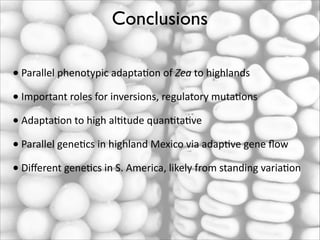 Conclusions
• Parallel	
  phenotypic	
  adaptaRon	
  of	
  Zea	
  to	
  highlands	
  	
  
• Important	
  roles	
  for	
  inversions,	
  regulatory	
  mutaRons	
  
• AdaptaRon	
  to	
  high	
  alRtude	
  quanRtaRve	
  
• Parallel	
  geneRcs	
  in	
  highland	
  Mexico	
  via	
  adapRve	
  gene	
  ﬂow	
  
• Diﬀerent	
  geneRcs	
  in	
  S.	
  America,	
  likely	
  from	
  standing	
  variaRon

 