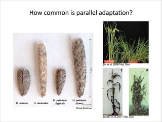 Supplementary Figure 1

How	
  common	
  is	
  parallel	
  adaptaRon?

LETTERS

LETTERS

Jin et al. 2008 Nat. Gen. rice
Teqing
Wild

is a Hop
inverted
Supplementary Figure 1. The phenotypes of Teqing and wild ri
ferences
whereas
delineate
To est
teosinte,
addition
this purp
the haplo
Rose Andrew
>95% of
somes. T
the initia
Studer et al. 2011 Nat. Gen.
Figure 1 Teosinte and maize p
Figure 1 Teosinte and maize plants. (a) Highly branched teosinte plant.
gene flow

a

b

c

d a

 