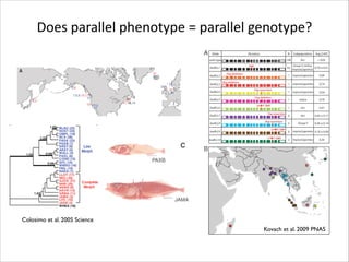 Does	
  parallel	
  phenotype	
  =	
  parallel	
  genotype?

Colosimo et al. 2005 Science
Kovach et al. 2009 PNAS

 