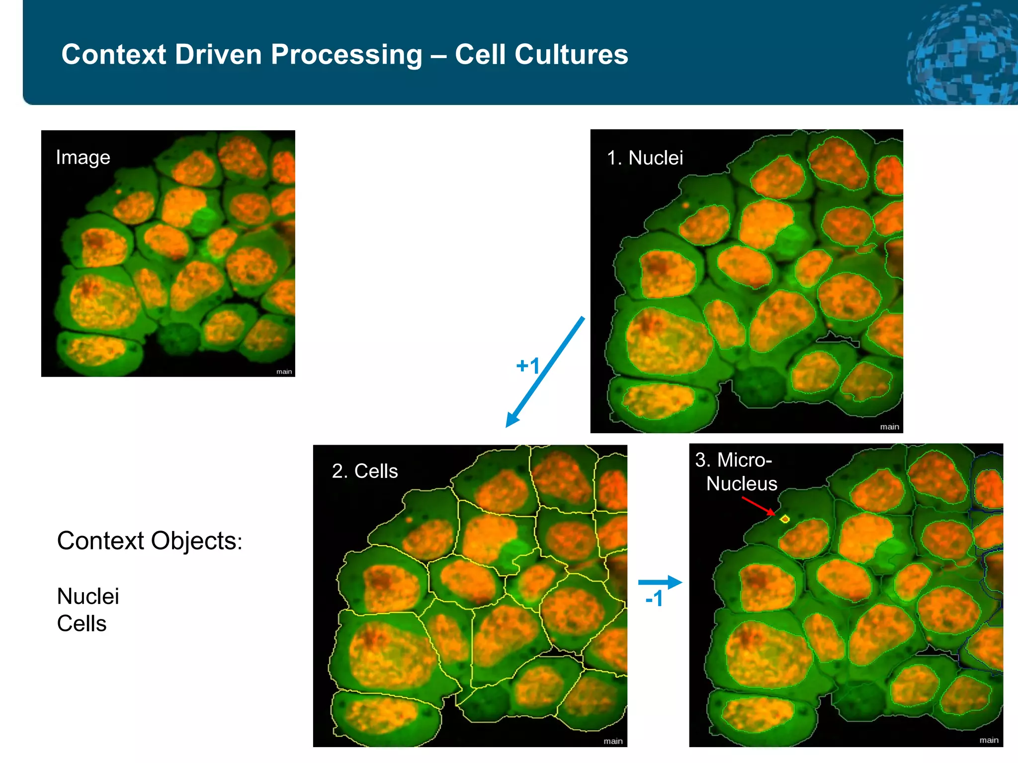 Context Driven Processing – Cell Cultures -1 +1 3. Micro-   Nucleus Context   Objects :  Nuclei Cells 1. Nuclei 2. Cells Image 