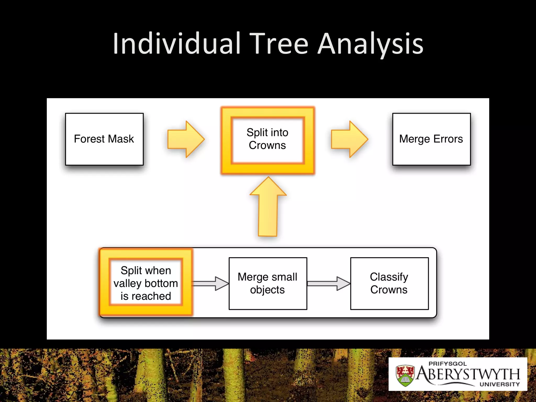 Individual Tree Analysis 