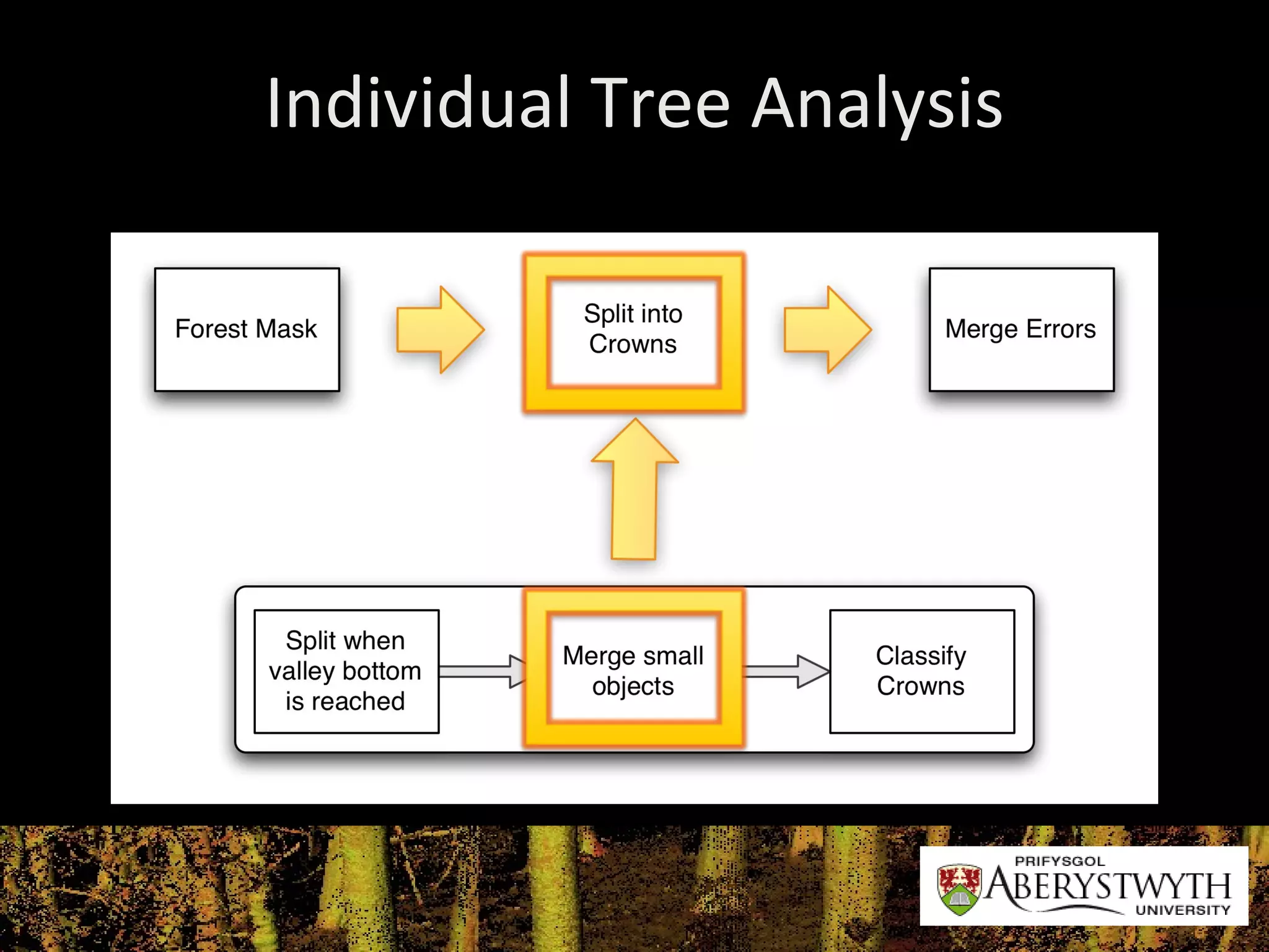 Individual Tree Analysis 