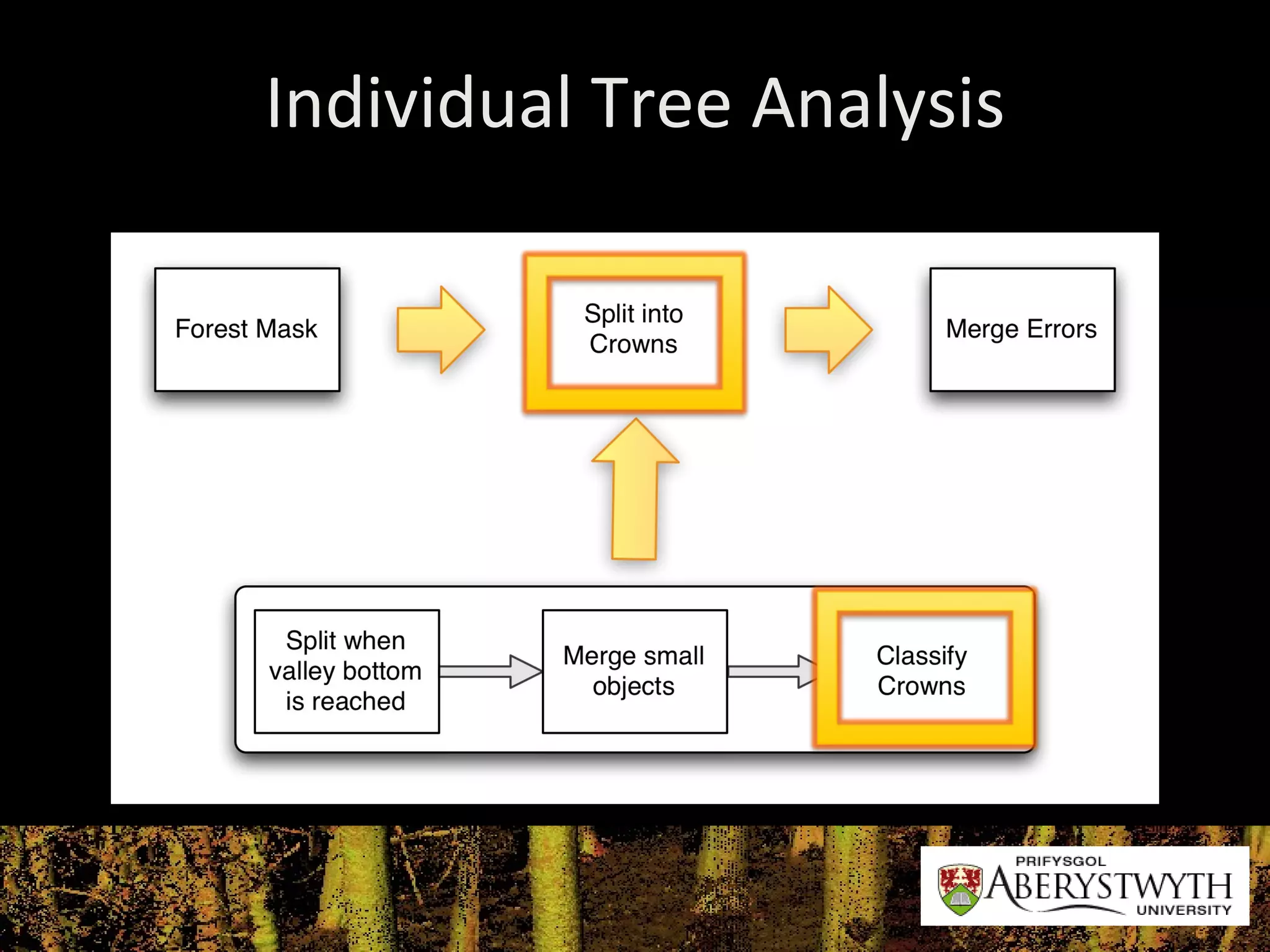 Individual Tree Analysis 