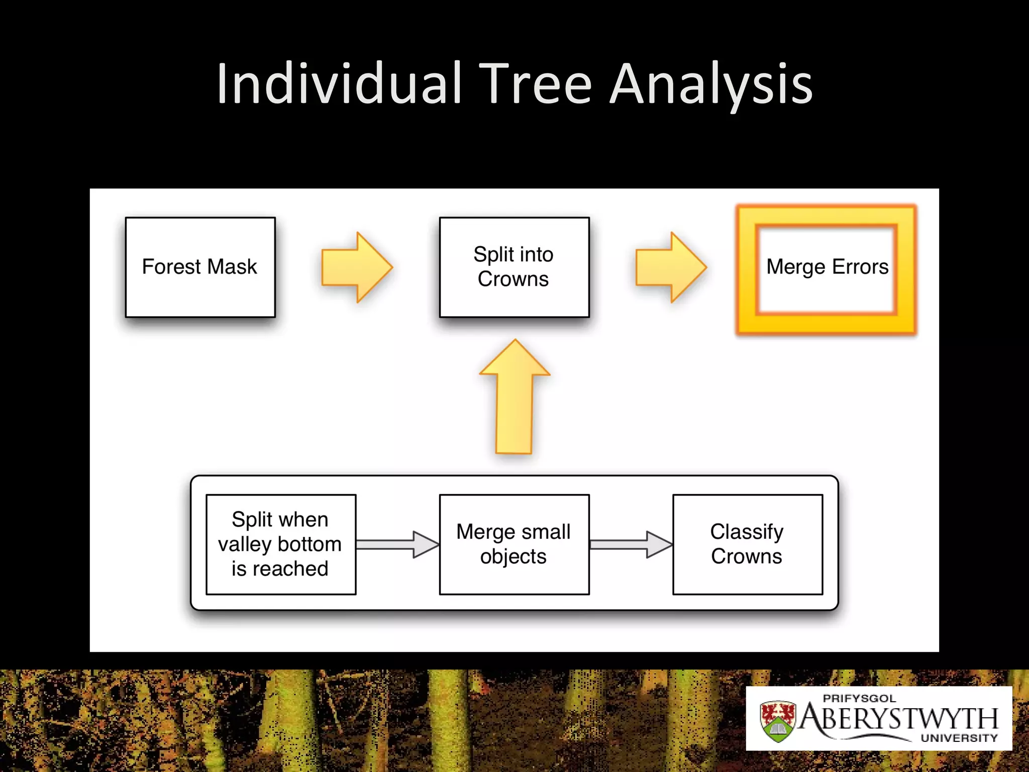 Individual Tree Analysis 