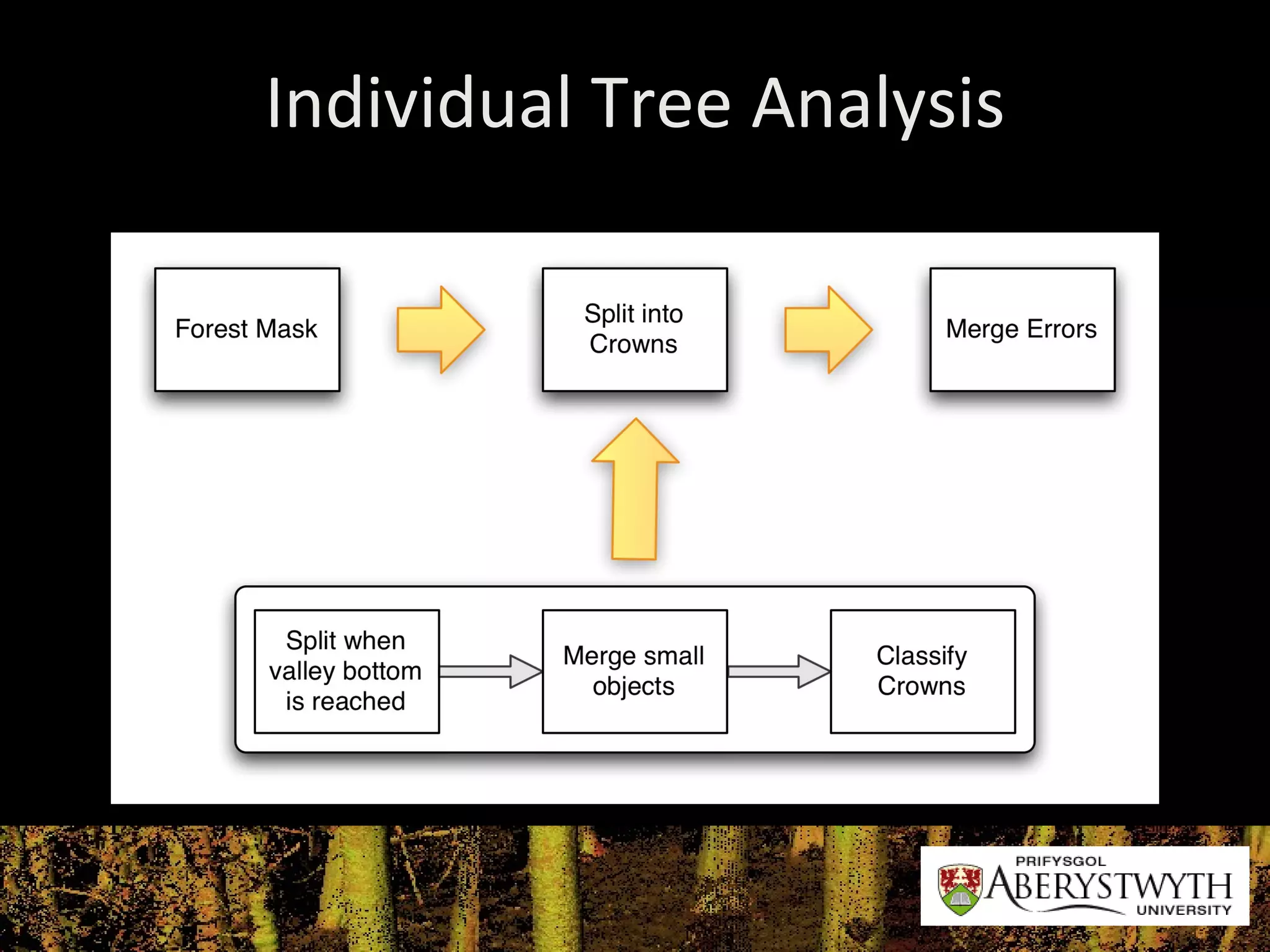 Individual Tree Analysis 