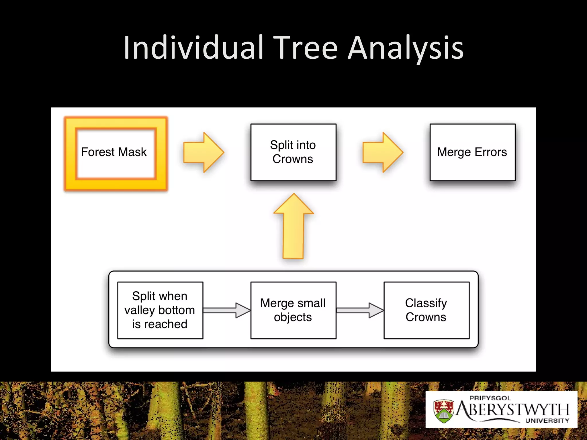 Individual Tree Analysis 