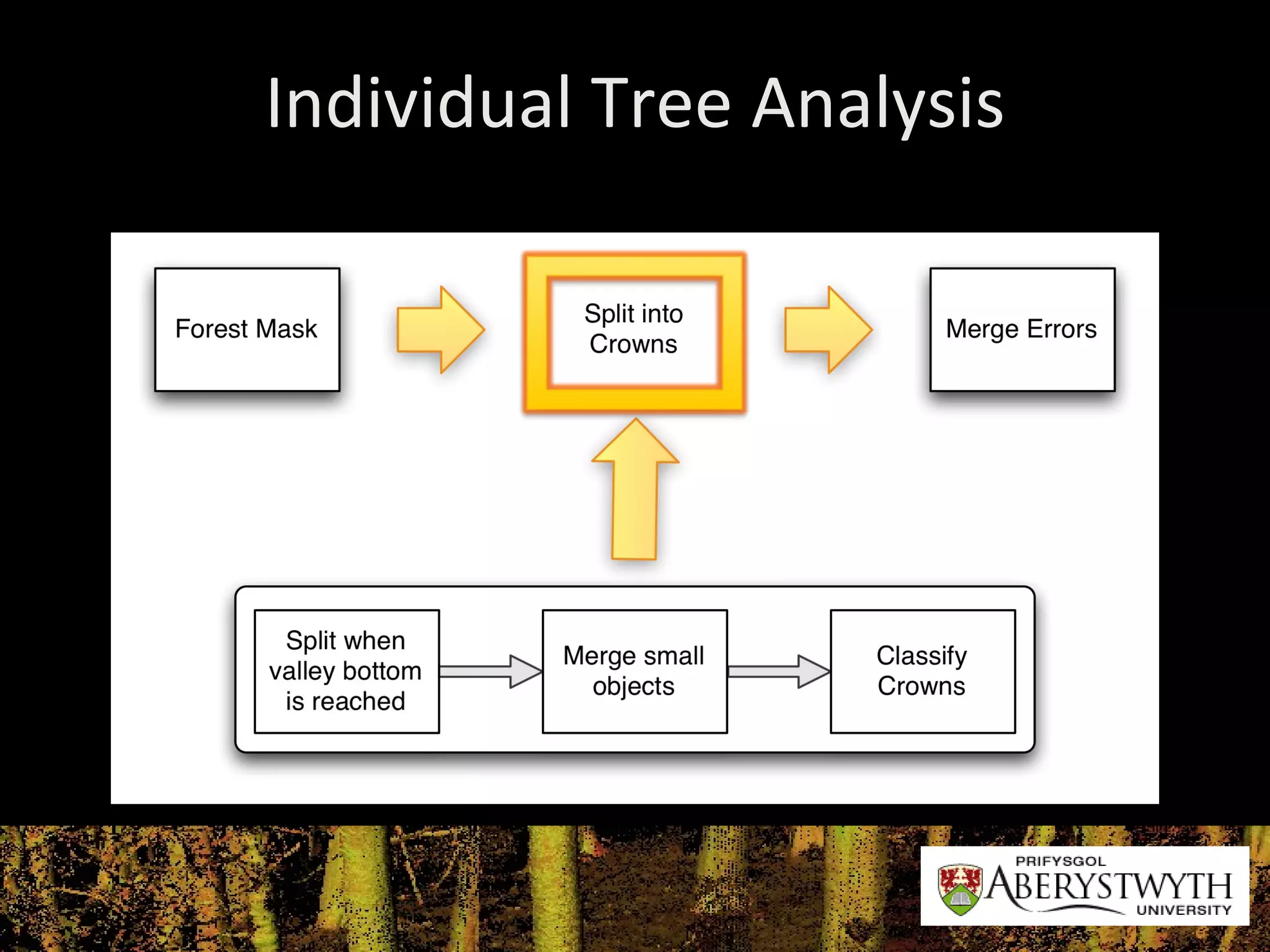 Individual Tree Analysis 