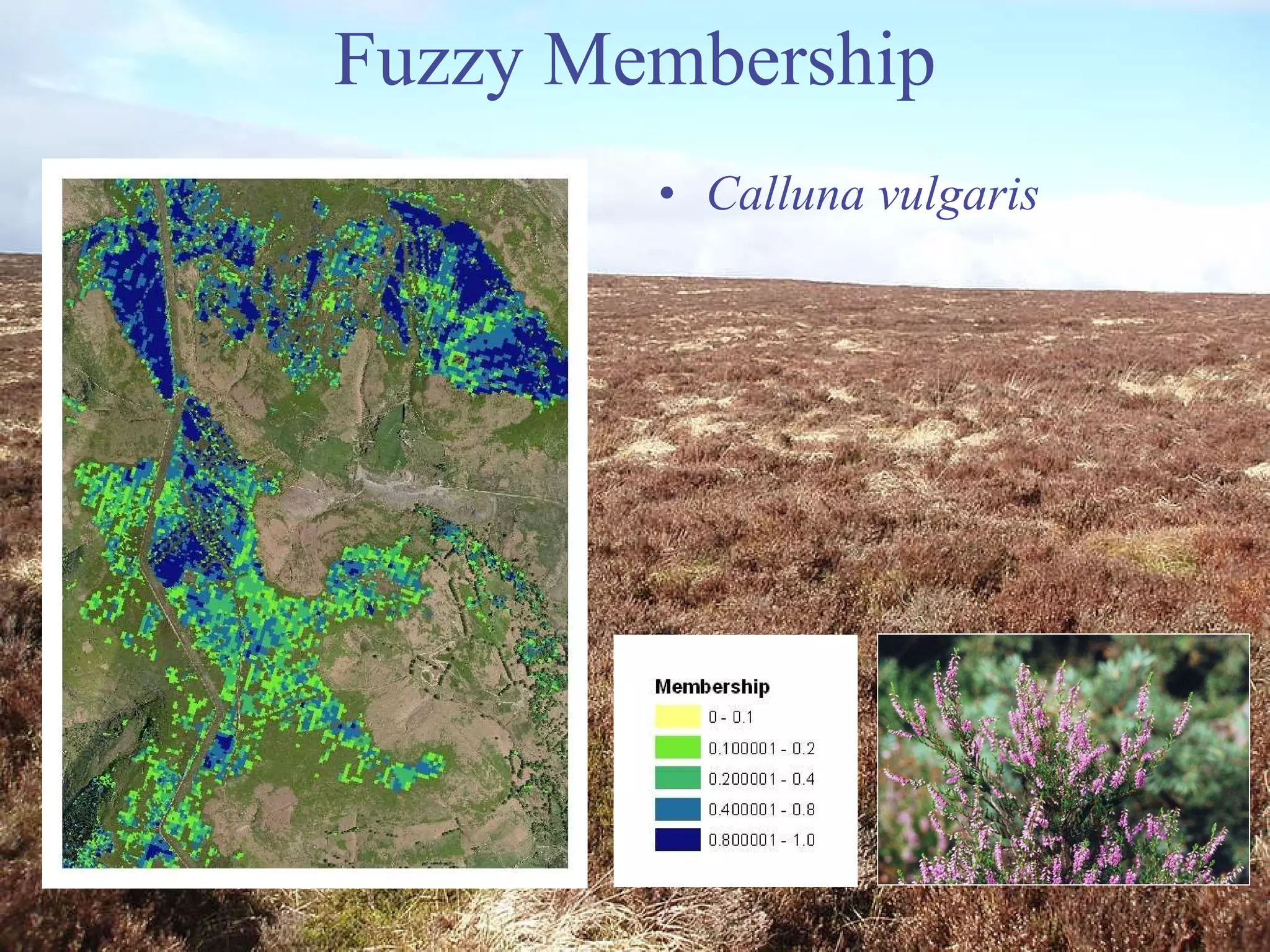 Fuzzy Membership Calluna vulgaris 