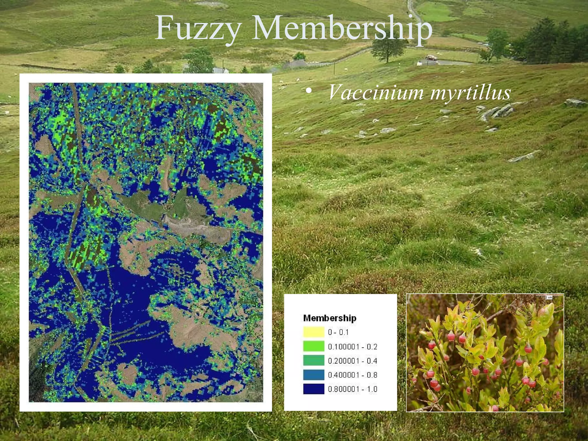 Fuzzy Membership Vaccinium myrtillus 