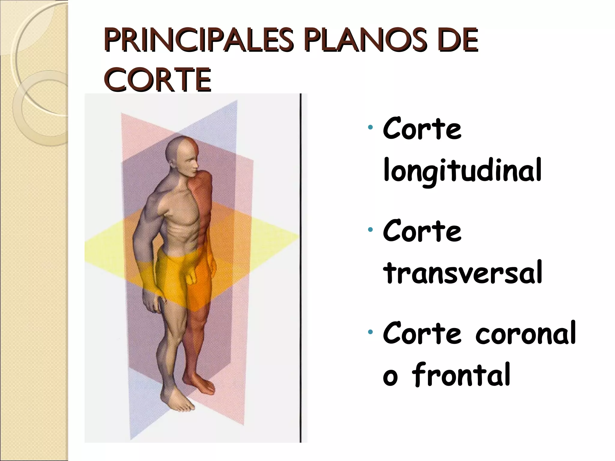 Ecografía cortes anatómicos | PPT | Ear, Nose and Throat Conditions