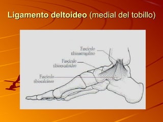 Ligamento deltoideoLigamento deltoideo (medial del tobillo)(medial del tobillo)
 