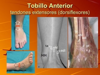 Tobillo AnteriorTobillo Anterior
tendones extensores (dorsiflexores)tendones extensores (dorsiflexores)
 