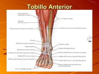 Tobillo AnteriorTobillo Anterior
 