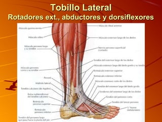 Tobillo LateralTobillo Lateral
Rotadores ext., abductores y dorsiflexoresRotadores ext., abductores y dorsiflexores
 
