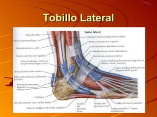 Tobillo LateralTobillo Lateral
 