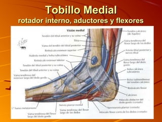 Tobillo MedialTobillo Medial
rotador interno, aductores y flexoresrotador interno, aductores y flexores
 