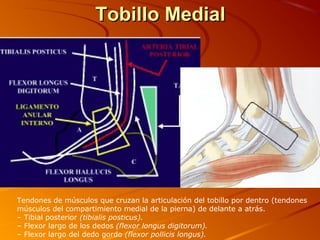 Tobillo MedialTobillo Medial
Tendones de músculos que cruzan la articulación del tobillo por dentro (tendones
músculos del compartimiento medial de la pierna) de delante a atrás.
– Tibial posterior (tibialis posticus).
– Flexor largo de los dedos (flexor longus digitorum).
– Flexor largo del dedo gordo (flexor pollicis longus).
 