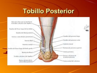 Tobillo PosteriorTobillo Posterior
 