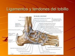 Ligamentos y tendones del tobilloLigamentos y tendones del tobillo
 