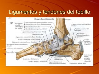 Ligamentos y tendones del tobilloLigamentos y tendones del tobillo
 