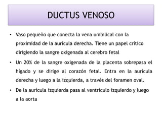 DUCTUS VENOSO
• Vaso pequeño que conecta la vena umbilical con la
proximidad de la aurícula derecha. Tiene un papel crítico
dirigiendo la sangre oxigenada al cerebro fetal
• Un 20% de la sangre oxigenada de la placenta sobrepasa el
hígado y se dirige al corazón fetal. Entra en la aurícula
derecha y luego a la izquierda, a través del foramen oval.
• De la aurícula izquierda pasa al ventrículo izquierdo y luego
a la aorta
 