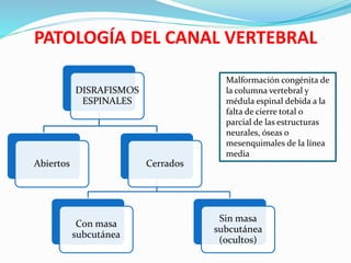 PATOLOGÍA DEL CANAL VERTEBRAL
DISRAFISMOS
ESPINALES
Cerrados
Con masa
subcutánea
Sin masa
subcutánea
(ocultos)
Abiertos
Malformación congénita de
la columna vertebral y
médula espinal debida a la
falta de cierre total o
parcial de las estructuras
neurales, óseas o
mesenquimales de la línea
media
 