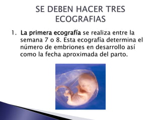 1.  La primera ecografía se realiza entre la semana 7 o 8. Esta ecografía determina el número de embriones en desarrollo así como la fecha aproximada del parto.SE DEBEN HACER TRES ECOGRAFIAS 