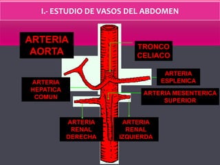 I.- ESTUDIO DE VASOS DEL ABDOMEN
TRONCO
CELIACO
ARTERIA
ESPLENICAARTERIA
HEPATICA
COMUN
ARTERIA MESENTERICA
SUPERIOR
ARTERIA
RENAL
DERECHA
ARTERIA
RENAL
IZQUIERDA
ARTERIA
AORTA
 