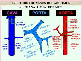 CAVA PORTA AORTA
VENAS
HEPATICA
VENA
RENAL
DER
VENA
RENAL
IZQ
TRONCO
CELIACO
ARTERIA
HEPATICA
COMUN
ARTERIA
ESPLENICA
ARTERIA
RENAL
DER
ARTERIA
RENAL
IZQ
ARTERIA
MESENT
SUPERIOR
I.- ESTUDIO DE VASOS DELABDOMEN
1.- ECOANATOMIA: RESUMEN
 