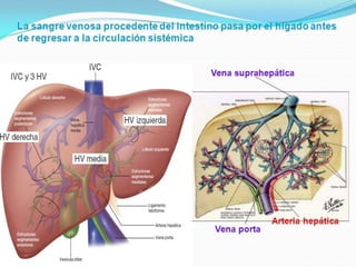 RUTA DE LOS CORTES LONGITUDINALES
 Vamos a visitar 6 pueblos:
Circulación hepática
 