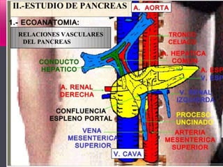 PLANTAS DE LOS CORTES TRANSVERSALES
 Vamos a visitar 6 plantas:
5.- Arteria mesentérica superior
 