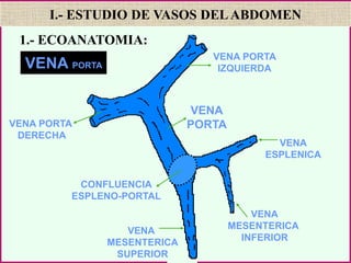 VENA
ESPLENICA
CONFLUENCIA
ESPLENO-PORTAL
VENA
PORTA
VENA PORTA
IZQUIERDA
VENA PORTA
DERECHA
VENA
MESENTERICA
INFERIOR
VENA
MESENTERICA
SUPERIOR
VENA PORTA
I.- ESTUDIO DE VASOS DELABDOMEN
1.- ECOANATOMIA:
 