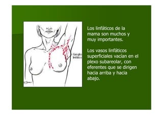 Los linfáticos de la
mama son muchos y
muy importantes.
Los vasos linfáticos
superficiales vacían en el
plexo subareolar, con
eferentes que se dirigen
hacia arriba y hacia
abajo.
 