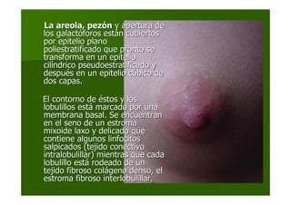 La areola, pezLa areola, pezóónn y apertura dey apertura de
los galactlos galactóóforos estforos estáán cubiertosn cubiertos
por epitelio planopor epitelio plano
poliestratificado que pronto sepoliestratificado que pronto se
transforma en un epiteliotransforma en un epitelio
cilcilííndrico pseudoestratificado yndrico pseudoestratificado y
despudespuéés en un epitelio cs en un epitelio cúúbico debico de
dos capas.dos capas.
El contorno deEl contorno de ééstos y losstos y los
lobulillos estlobulillos estáá marcado por unamarcado por una
membrana basal. Se encuentranmembrana basal. Se encuentran
en el seno de un estromaen el seno de un estroma
mixoide laxo y delicado quemixoide laxo y delicado que
contiene algunos linfocitoscontiene algunos linfocitos
salpicados (tejido conectivosalpicados (tejido conectivo
intralobulillar) mientras que cadaintralobulillar) mientras que cada
lobulillo estlobulillo estáá rodeado de unrodeado de un
tejido fibroso coltejido fibroso coláágeno denso, elgeno denso, el
estroma fibroso interlobulillar.estroma fibroso interlobulillar.
 