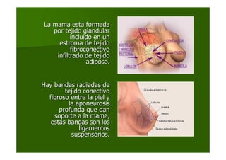 La mama esta formadaLa mama esta formada
por tejido glandularpor tejido glandular
incluido en unincluido en un
estroma de tejidoestroma de tejido
fibroconectivofibroconectivo
infiltrado de tejidoinfiltrado de tejido
adiposo.adiposo.
Hay bandas radiadas deHay bandas radiadas de
tejido conectivotejido conectivo
fibroso entre la piel yfibroso entre la piel y
la aponeurosisla aponeurosis
profunda que danprofunda que dan
soporte a la mama,soporte a la mama,
estas bandas son losestas bandas son los
ligamentosligamentos
suspensorios.suspensorios.
 