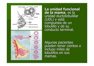 La unidad funcionalLa unidad funcional
de la mamade la mama, es la, es la
unidad ductolobulillarunidad ductolobulillar
(UDL) y est(UDL) y estáá
compuesta de uncompuesta de un
lobulillo y de sulobulillo y de su
conducto terminal.conducto terminal.
Algunas pacientesAlgunas pacientes
pueden tener cientos opueden tener cientos o
incluso miles deincluso miles de
lobulillos en suslobulillos en sus
mamas.mamas.
 