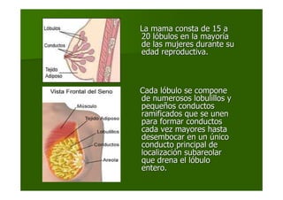 La mama consta de 15 aLa mama consta de 15 a
20 l20 lóóbulos en la mayorbulos en la mayorííaa
de las mujeres durante sude las mujeres durante su
edad reproductiva.edad reproductiva.
Cada lCada lóóbulo se componebulo se compone
de numerosos lobulillos yde numerosos lobulillos y
pequepequeñños conductosos conductos
ramificados que se unenramificados que se unen
para formar conductospara formar conductos
cada vez mayores hastacada vez mayores hasta
desembocar en undesembocar en un úúniconico
conducto principal deconducto principal de
localizacilocalizacióón subareolarn subareolar
que drena el lque drena el lóóbulobulo
entero.entero.
 