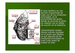 El seno lactEl seno lactíífero es unafero es una
porciporcióón ensanchada den ensanchada de
cada uno de los conductoscada uno de los conductos
principales, en laprincipales, en la
profundidad del pezprofundidad del pezóón,n,
donde se acumula la lechedonde se acumula la leche
en relacien relacióón con el reflejon con el reflejo
de succide succióón en la lactancia.n en la lactancia.
Generalmente existenGeneralmente existen
menos orificios ductalesmenos orificios ductales
en el pezen el pezóón que ln que lóóbulos,bulos,
ya que algunos de losya que algunos de los
conductos principales seconductos principales se
unen justo antes deunen justo antes de
acabar enacabar en ééste.ste.
 