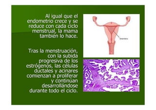 Al igual que elAl igual que el
endometrio crece y seendometrio crece y se
reduce con cada cicloreduce con cada ciclo
menstrual, la mamamenstrual, la mama
tambitambiéén lo hace.n lo hace.
Tras la menstruaciTras la menstruacióón,n,
con la subidacon la subida
progresiva de losprogresiva de los
estrestróógenos, las cgenos, las céélulaslulas
ductales y acinaresductales y acinares
comienzan a proliferarcomienzan a proliferar
y continy continúúanan
desarrolldesarrolláándosendose
durante todo el ciclo.durante todo el ciclo.
 