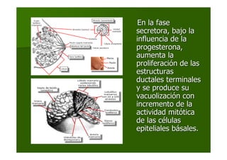 En la faseEn la fase
secretora, bajo lasecretora, bajo la
influencia de lainfluencia de la
progesterona,progesterona,
aumenta laaumenta la
proliferaciproliferacióón de lasn de las
estructurasestructuras
ductales terminalesductales terminales
y se produce suy se produce su
vacuolizacivacuolizacióón conn con
incremento de laincremento de la
actividad mitactividad mitóóticatica
de las cde las céélulaslulas
epiteliales bepiteliales báásales.sales.
 