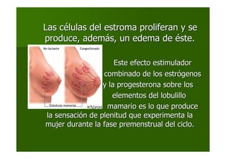 Las cLas céélulas del estroma proliferan y selulas del estroma proliferan y se
produce, ademproduce, ademáás, un edema des, un edema de ééste.ste.
Este efecto estimuladorEste efecto estimulador
combinado de los estrcombinado de los estróógenosgenos
y la progesterona sobre losy la progesterona sobre los
elementos del lobulilloelementos del lobulillo
mamario es lo que producemamario es lo que produce
la sensacila sensacióón de plenitud que experimenta lan de plenitud que experimenta la
mujer durante la fase premenstrual del ciclo.mujer durante la fase premenstrual del ciclo.
 