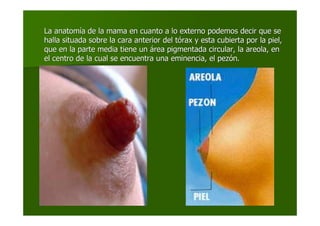 La anatomLa anatomíía de la mama en cuanto a lo externo podemos decir que sea de la mama en cuanto a lo externo podemos decir que se
halla situada sobre la cara anterior del thalla situada sobre la cara anterior del tóórax y esta cubierta por la piel,rax y esta cubierta por la piel,
que en la parte media tiene unque en la parte media tiene un áárea pigmentada circular, la areola, enrea pigmentada circular, la areola, en
el centro de la cual se encuentra una eminencia, el pezel centro de la cual se encuentra una eminencia, el pezóón.n.
 