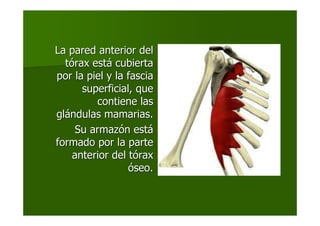 La pared anterior delLa pared anterior del
ttóórax estrax estáá cubiertacubierta
por la piel y la fasciapor la piel y la fascia
superficial, quesuperficial, que
contiene lascontiene las
glgláándulas mamarias.ndulas mamarias.
Su armazSu armazóón estn estáá
formado por la parteformado por la parte
anterior del tanterior del tóóraxrax
óóseo.seo.
 