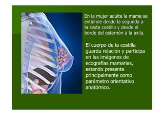 El cuerpo de la costilla
guarda relación y participa
en las imágenes de
ecografías mamarias,
estando presente
principalmente como
parámetro orientativo
anatómico.
En la mujer adulta la mama seEn la mujer adulta la mama se
extiende desde la segunda aextiende desde la segunda a
la sexta costilla y desde ella sexta costilla y desde el
borde del esternborde del esternóón a la axila.n a la axila.
 