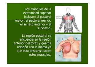 La región pectoral se
encuentra en la región
anterior del tórax y guarda
relación con la mama ya
que esta descansa sobre
estos músculos.
Los músculos de la
extremidad superior
incluyen el pectoral
mayor, el pectoral menor,
el serrato anterior y el
subclavio.
 