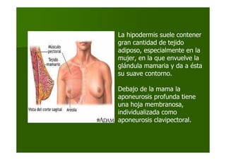 La hipodermis suele contener
gran cantidad de tejido
adiposo, especialmente en la
mujer, en la que envuelve la
glándula mamaria y da a ésta
su suave contorno.
Debajo de la mama la
aponeurosis profunda tiene
una hoja membranosa,
individualizada como
aponeurosis clavipectoral.
 