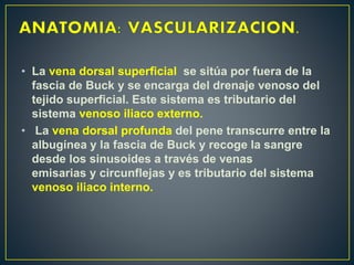 Ecografia de pene PPT